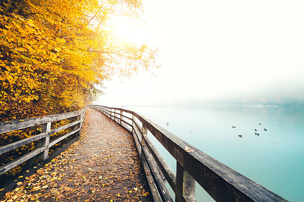 autunno percorso lungo il lago - tree landscape nature sky foto e immagini stock