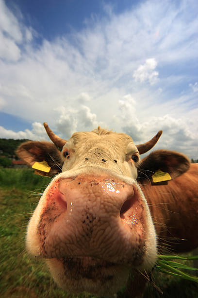 istock Funny Cow Portrait 483790017