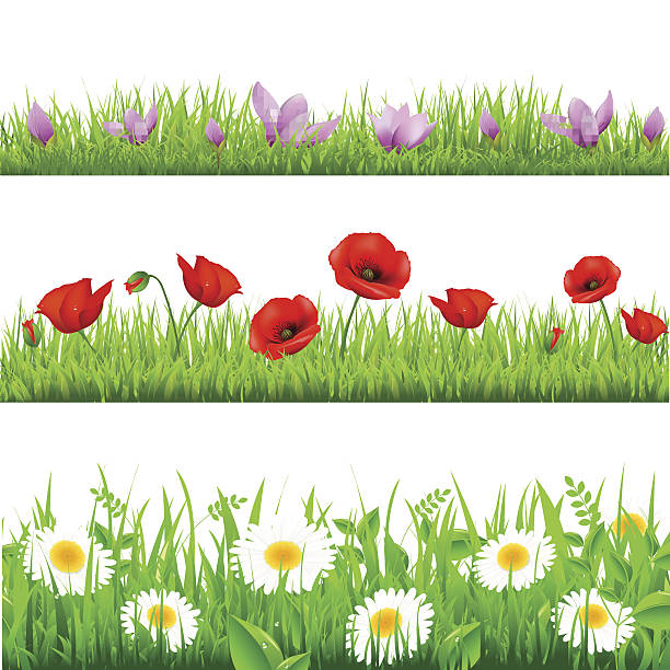 ilustrações, clipart, desenhos animados e ícones de conjunto de flores - poppy single flower red white background