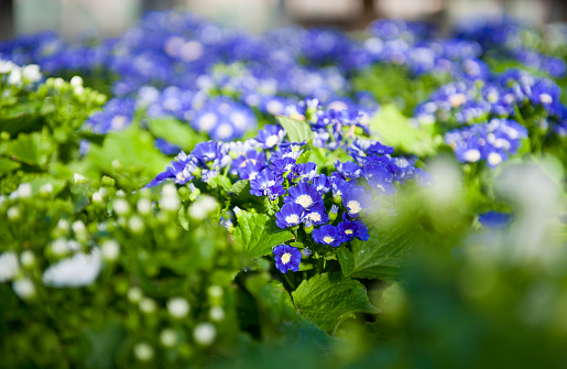 Greenhouse with blooming blue and white Cineraria (Senecio Cruentus, Asteraceae). Converted from Nikon RAW.