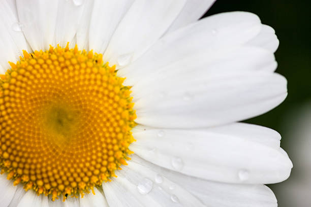 Macro of wet daisy flower by morning dew in selective focus.