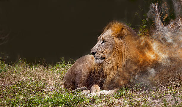 leone in pericolo d'estinzione - specie in pericolo destinzione foto e immagini stock