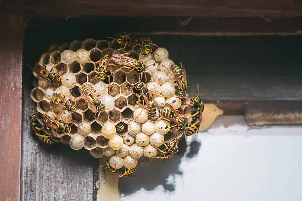 Wasps in action working on building their nest in the corner of house window. Live nest with cacoons, larvae and lot of wasps.