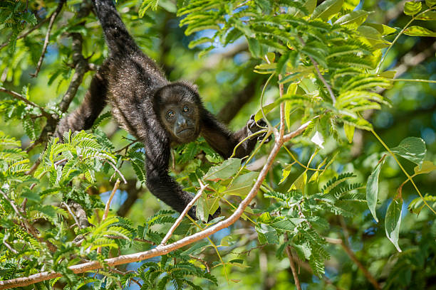 Juvenile howler monkey in a tree (Alouatta paliatta) stock photo