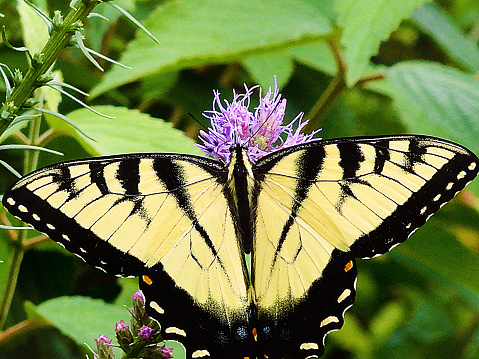 Yellow and black butterfly in a garden on a purple flower.