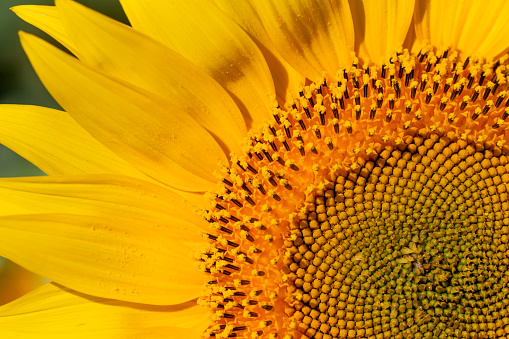 closeup of sunflower can be used as background