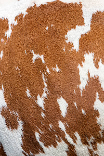 istock side of cow with red and white hide 483794730