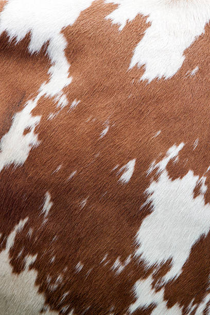 istock side of cow with red and white hide 483794738
