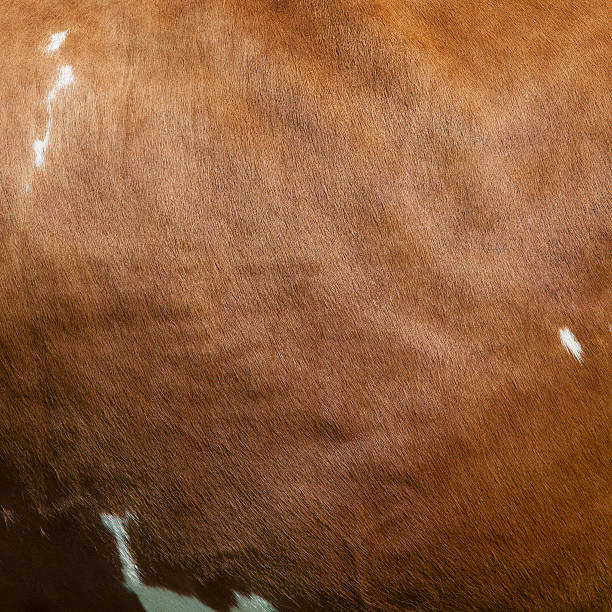side of cow with white spots on light brown hide side of cow with white spots on light reddish brown hide leather white hide textured stock pictures, royalty-free photos & images