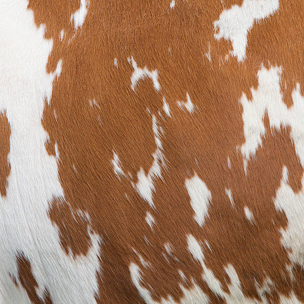 istock side of cow with red and white hide 483794744