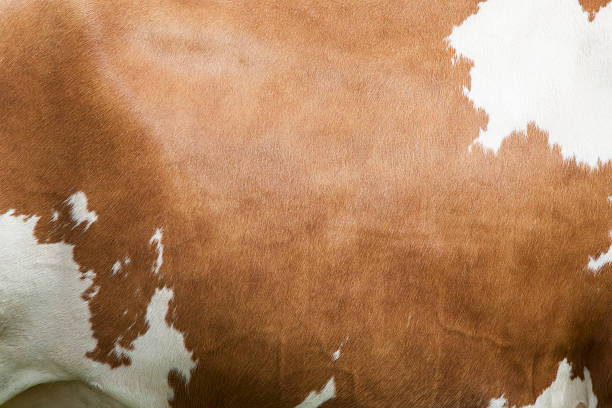 istock side of cow with white spots on light brown hide 483794752