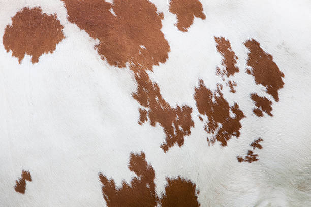 istock side of cow with red and white hide 483794904