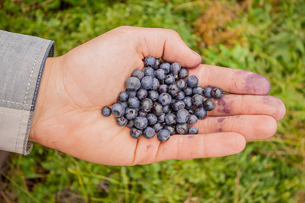 istock handful of  huckleberries 483794914