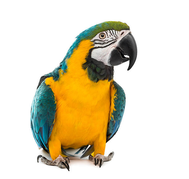 istock Blue-and-yellow Macaw in front of a white background 483795012