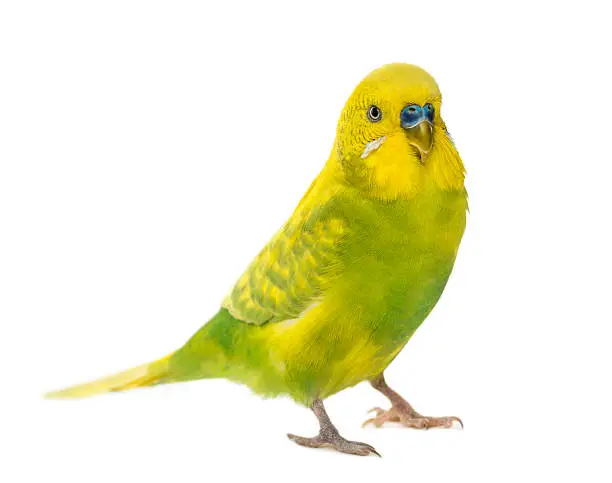 Budgerigar, Melopsittacus undulatus, in front of a white background