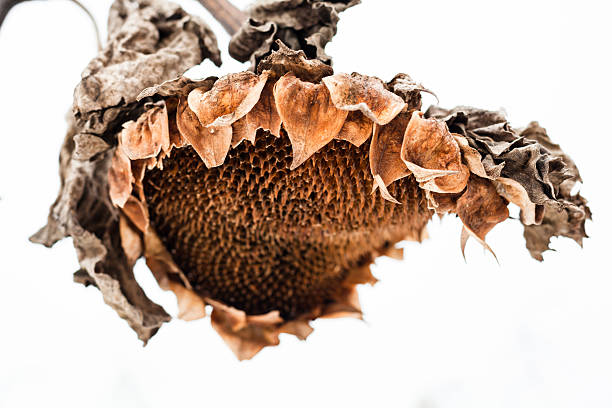 istock Withered sunflower head in winter 483795156