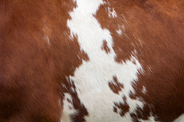istock side of cow with red and white hide 483795202