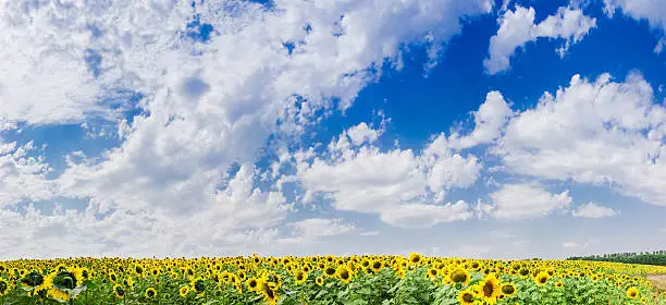 Photo of Sky over sunflowers