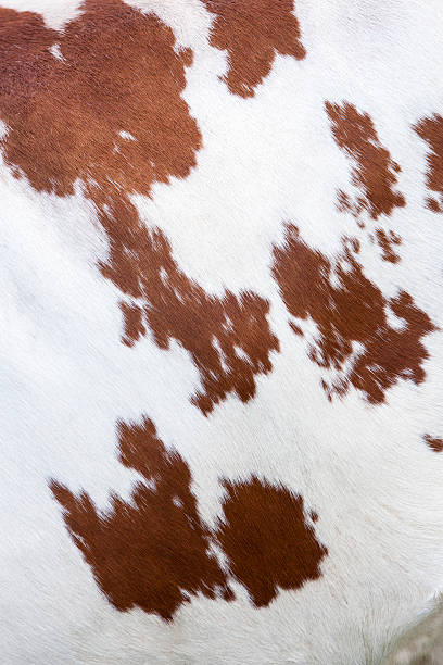 side of cow with red and white hide side of cow with reddish brown pattern on white hide leather white hide textured stock pictures, royalty-free photos & images