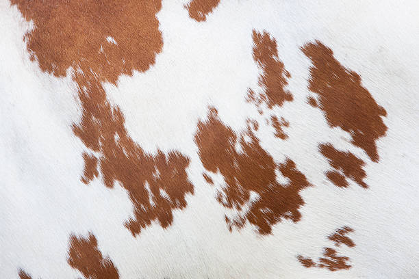 side of cow with red and white hide side of cow with reddish brown pattern on white hide leather white hide textured stock pictures, royalty-free photos & images