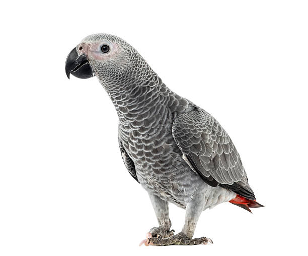 istock African Grey Parrot in front of a white background 483795570