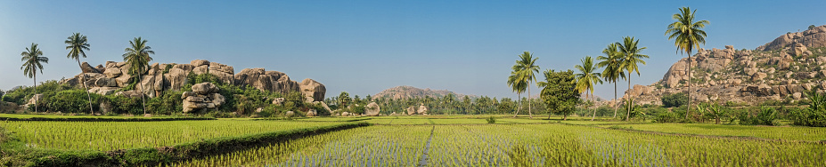 Rice paddy with palm tree shadow and mountain with boulders in backround