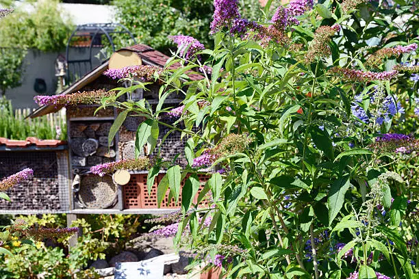 purple summer lilac with insect hotel in background
