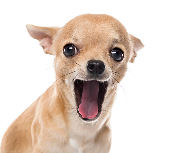 close-up of a chihuahua bostezar - chihuahua dog pets yawning fotografías e imágenes de stock