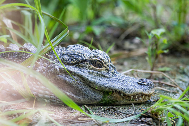 Small chinese alligator resting in the vegetation A small chinese alligator, Alligator sinensis, is resting between the vegetation near a pond chinese alligator alligator sinensis stock pictures, royalty-free photos & images