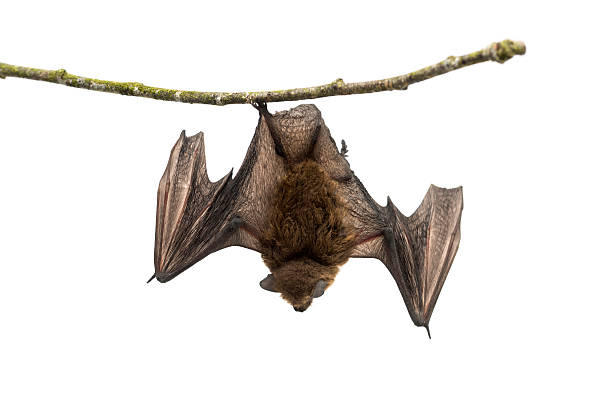 Old common bent-wing bat perched on a branch Old common bent-wing bat perched on a branch isolated bat stock pictures, royalty-free photos & images