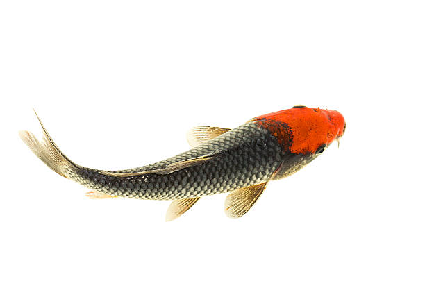 Koi fish Koi fish isolated on white background carp stock pictures, royalty-free photos & images