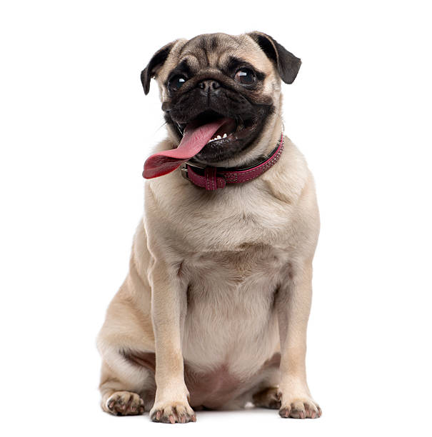 Pug (9 months old) with a disproportionate tongue Pug (9 months old) with a disproportionate tongue sitting in front of a white background pug stock pictures, royalty-free photos & images