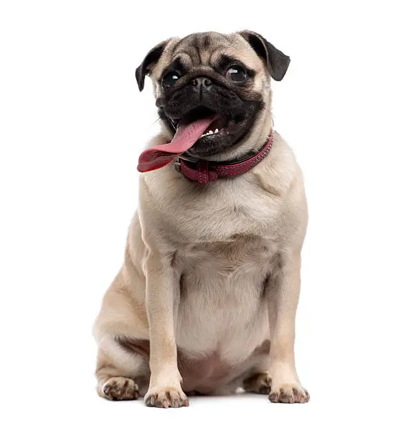 Pug (9 months old) with a disproportionate tongue sitting in front of a white background