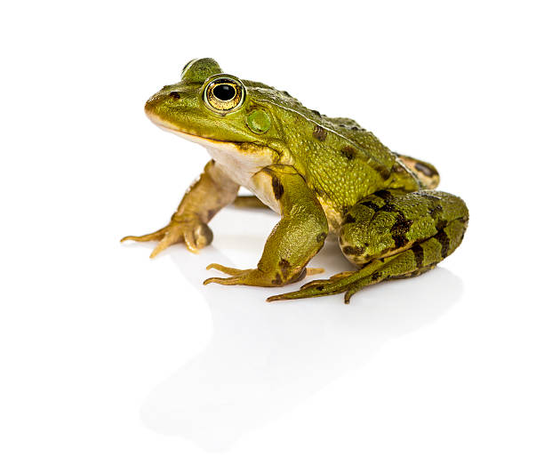istock Common Water Frog in front of a white background 483797114