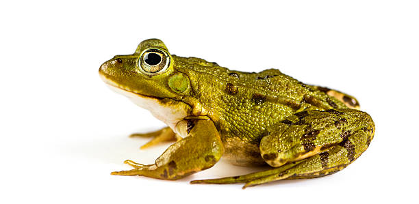 istock Common Water Frog in front of a white background 483797118