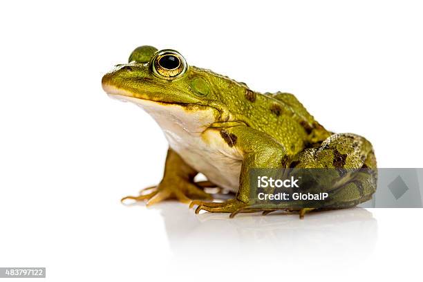 Photo libre de droit de Grenouille Commune De Leau Devant Un Arrièreplan Blanc banque d'images et plus d'images libres de droit de Grenouille rousse