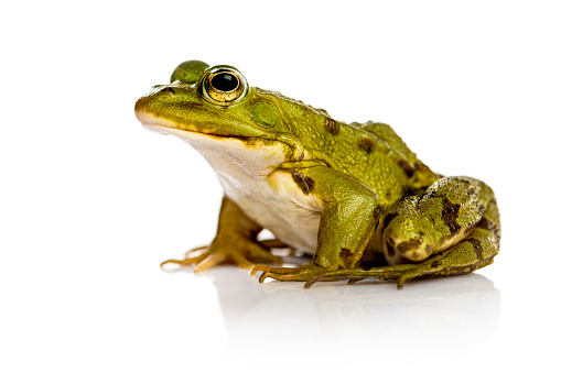 A female bull frog sits at the edge of a pond with dead twigs hanging over him.