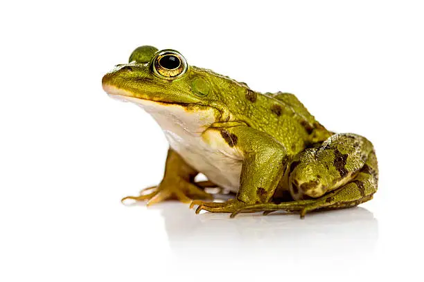 Photo of Common Water Frog in front of a white background