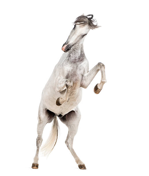 istock Andalusian horse rearing 483797164