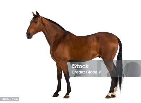 istock Andalusian horse 483797166