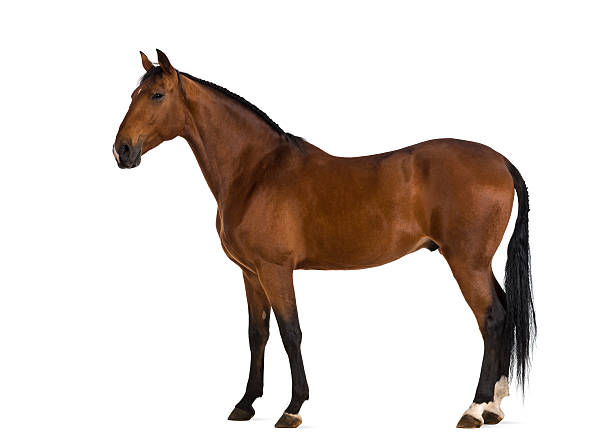 cavalo andaluz - herbívoro - fotografias e filmes do acervo