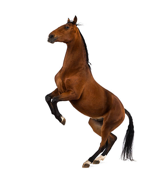 istock Andalusian horse rearing 483797168