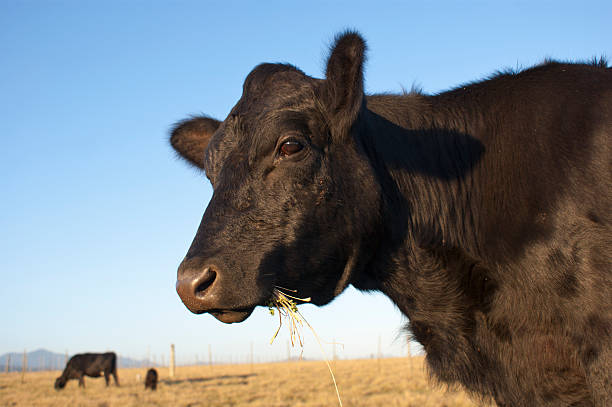 Angus Cow A black Angus cow in a pasture grass fed stock pictures, royalty-free photos & images