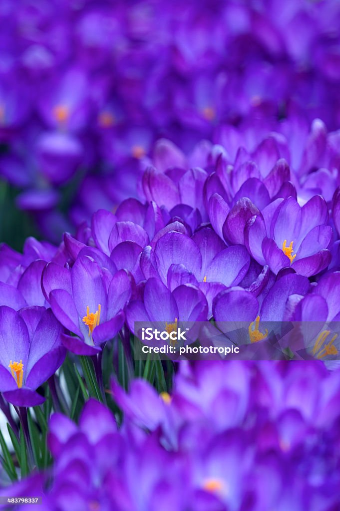 Krokus Forest - Lizenzfrei Baumblüte Stock-Foto