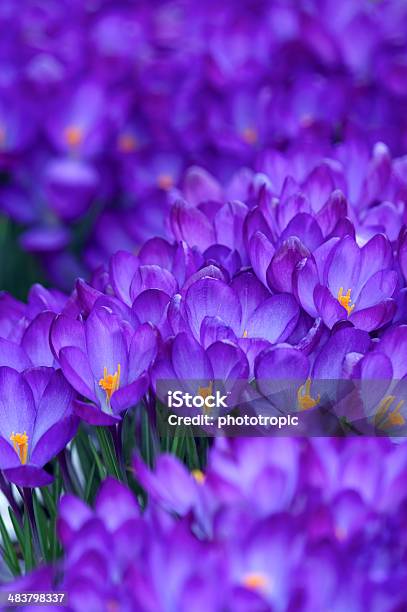Krokus Forest Stockfoto und mehr Bilder von Baumblüte - Baumblüte, Bildschärfe, Blatt - Pflanzenbestandteile