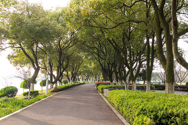 istock Country road with trees along 483798421