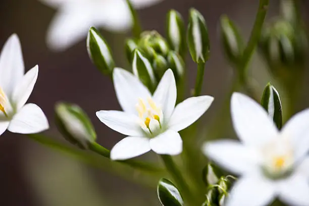 White flowers and buds of Ornithogalum umbellatum (Star-of-Bethlehem)