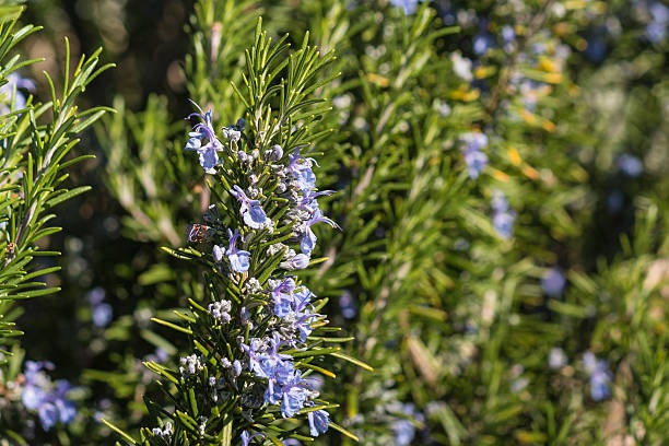 istock blue rosemary flowers 483798662