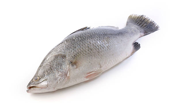 istock Barramundi on white background 483798958
