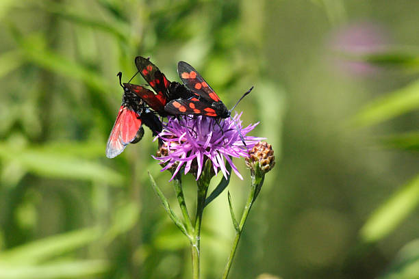 istock Butterfly Zygaena filipendulae 483799029